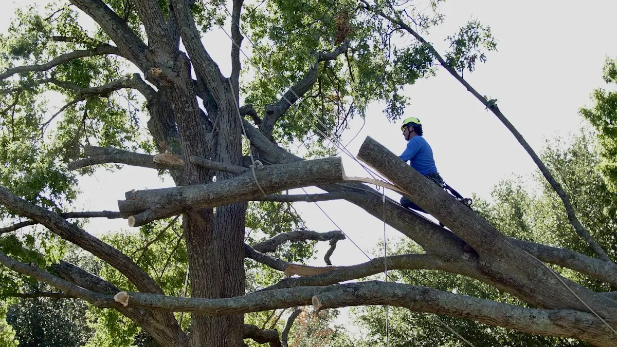 Professional Crown Thinning performed by certified arborists in Brightwaters